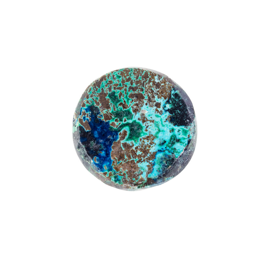 Chrysocolle claire